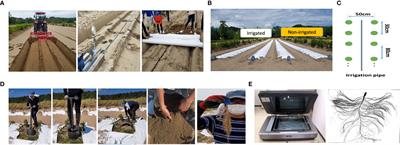 Effects of irrigation on root growth and development of soybean: A 3-year sandy field experiment
